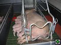 thn_Troubelice 2006 037.jpg